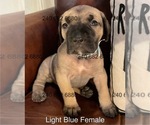 Small Photo #8 Cane Corso Puppy For Sale in LA PLATA, MD, USA