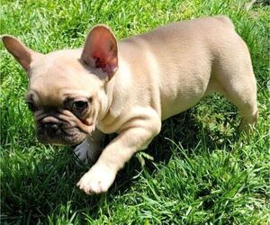 French Bulldog Puppy for sale in SPRINGFIELD, OR, USA