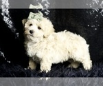 Small Photo #118 Maltipoo (Miniature) Puppy For Sale in WARSAW, IN, USA