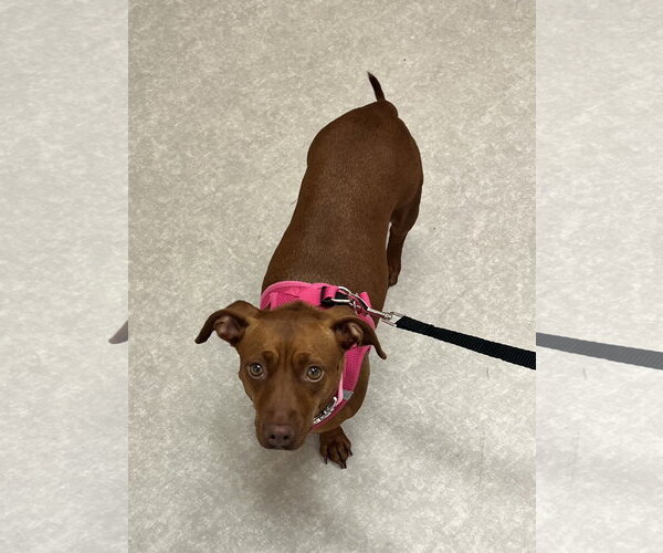 Medium Photo #6 Dachshund Puppy For Sale in Fruitland, SC, USA