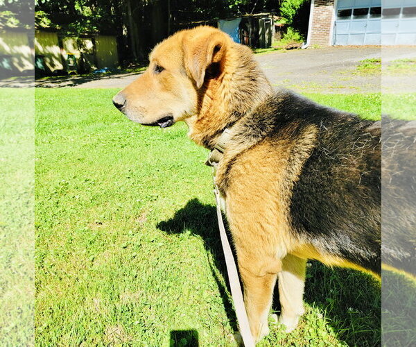 Medium Photo #3 German Shepherd Dog-Great Pyrenees Mix Puppy For Sale in Rockaway, NJ, USA