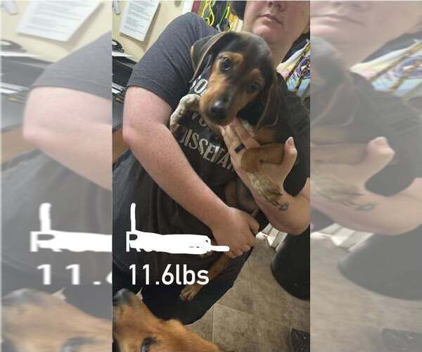 Medium Photo #1 Beagle-Unknown Mix Puppy For Sale in Aurora, IN, USA