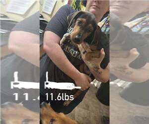 Beagle-Unknown Mix Dogs for adoption in Aurora, IN, USA