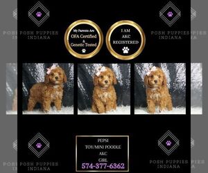 Poodle (Toy) Puppy for sale in WARSAW, IN, USA