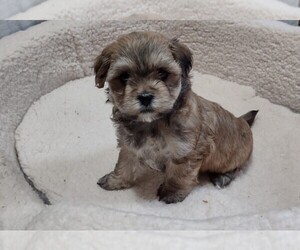 ShihPoo Puppy for sale in DEER PARK, WA, USA
