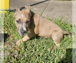 Small American Pit Bull Terrier