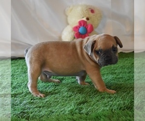 English Bulldog Dog for Adoption in MARSHFIELD, Missouri USA