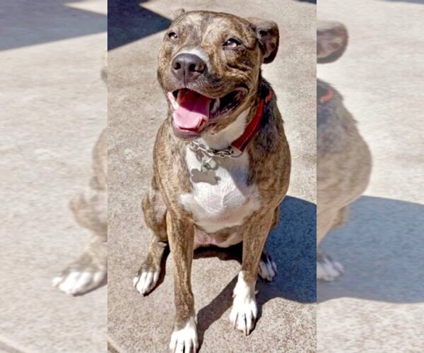 Medium Photo #3 American Pit Bull Terrier-Unknown Mix Puppy For Sale in San Bernardino , CA, USA