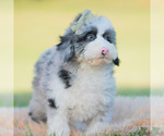 Small Photo #33 Goldendoodle (Miniature) Puppy For Sale in WARSAW, IN, USA