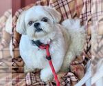 Small #3 Shih Tzu