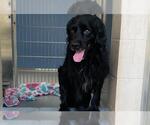 Small Cocker Spaniel