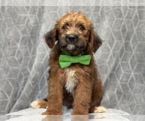 Australian Cattle Dog-Poodle (Standard) Mix Puppy for sale in LAKELAND, FL, USA