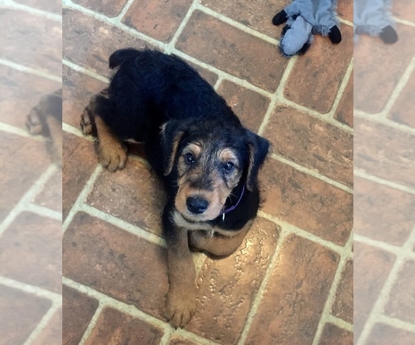 Medium Photo #1 Airedale Terrier Puppy For Sale in TIMMONSVILLE, SC, USA