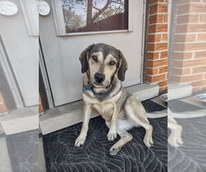 Mutt Dogs for adoption in Plainfield, IL, USA