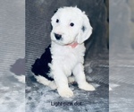 Small Photo #7 Sheepadoodle Puppy For Sale in CORYDON, IN, USA