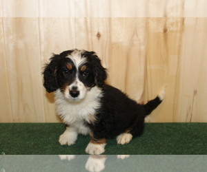 Miniature Bernedoodle Puppy for Sale in HORN CREEK, Colorado USA