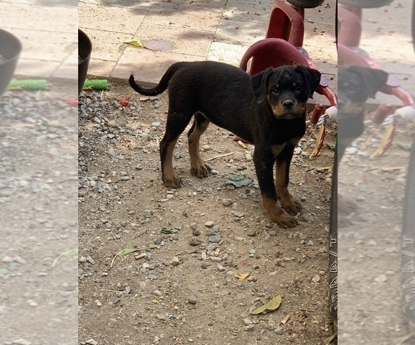 Medium Photo #14 Rottweiler Puppy For Sale in YUCCA VALLEY, CA, USA