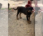 Small Photo #14 Rottweiler Puppy For Sale in YUCCA VALLEY, CA, USA
