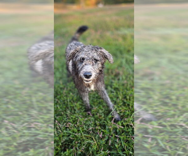 Medium Photo #1 Labrador Retriever-Unknown Mix Puppy For Sale in Aurora, IN, USA