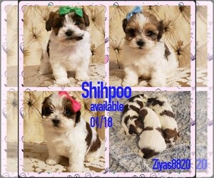 ShihPoo Puppy for Sale in WINSTON SALEM, North Carolina USA