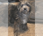 David - Male Bernedoodle (Miniature) (+ Poodle Miniature) Puppy for Sale - Photo #6