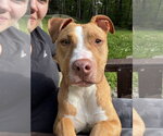 Small Photo #37 American Pit Bull Terrier-American Staffordshire Terrier Mix Puppy For Sale in Brewster, NY, USA