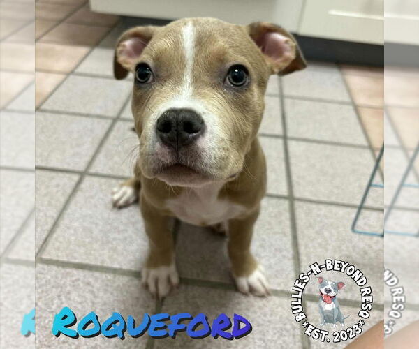 Medium Photo #3 Staffordshire Bull Terrier-Unknown Mix Puppy For Sale in Omaha, NE, USA
