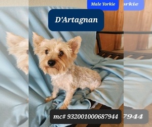 Father of the Yorkshire Terrier puppies born on 06/04/2025