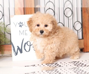 Poodle (Miniature) Puppy for sale in NAPLES, FL, USA
