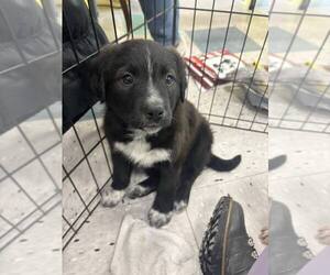 Border Collie-Unknown Mix Dogs for adoption in Palatine/Kildeer/Buffalo grove, IL, USA