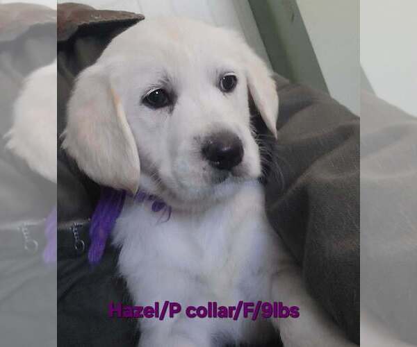 Medium Photo #1 Great Pyrenees-Unknown Mix Puppy For Sale in Aurora, IN, USA