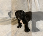 Small Bullypit-Cane Corso Mix