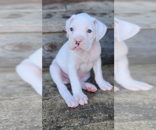 Medium Photo #4 Boxer Puppy For Sale in NEWBERG, OR, USA
