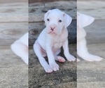 Litter of 4 - Male BoxerLitter of Puppies for Sale - Photo #4