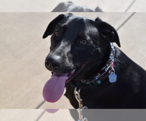 Australian Cattle Dog-Labrador Retriever Mix Puppy for sale in WACO, TX, USA