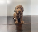Puppy HUCK Goldendoodle