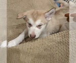 Small Photo #3 Alaskan Malamute Puppy For Sale in GILROY, CA, USA