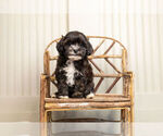 Small #1 Poodle (Toy)-Zuchon Mix