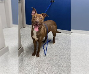 American Pit Bull Terrier-Unknown Mix Dogs for adoption in Pasadena, TX, USA