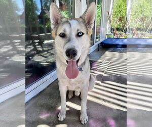 Bandit - Male Siberian Husky-Unknown Mix Dog for Adoption - Photo #2