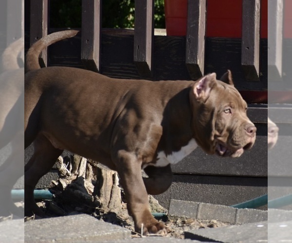 Medium Photo #3 American Bully Puppy For Sale in BOLIVAR, MO, USA