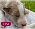 Puppy Echo Border Collie