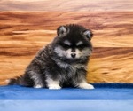 Teddy - Male Pomsky Puppy for Sale - Photo #2