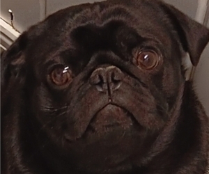 Father of the Pug puppies born on 11/03/2025