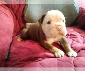 Olde English Bulldogge Puppy for sale in FREDERICKTOWN, OH, USA