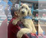 Small Photo #1 Goldendoodle Puppy For Sale in VICTORVILLE, CA, USA