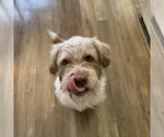 Small Photo #5 Mutt Puppy For Sale in Fargo, ND, USA