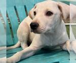 Small #2 Labrador Retriever Mix