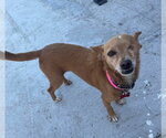 Small #3 Chihuahua