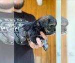 Small Photo #2 Schnauzer (Miniature) Puppy For Sale in SPENCER, TN, USA